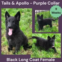 AKC Black Long Coat - TA Purple, a female German Shepherd Dog for sale in Princeville, IL – 1 of 8