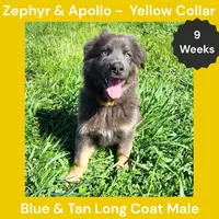 AKC Blue & Tan LH - ZA Yellow, a male German Shepherd Dog for sale in Princeville, IL – 2 of 9