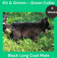 AKC Black Long Coat - KG Green, a male German Shepherd Dog for sale in Princeville, IL – 3 of 9
