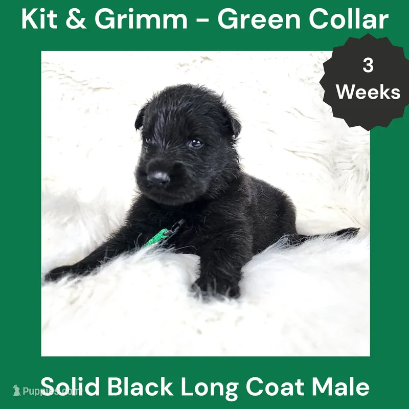 AKC Black Long Coat - KG Green – German Shepherd Dog puppy for sale in Princeville, IL