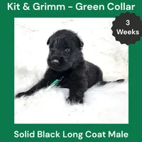 AKC Black Long Coat - KG Green, a male German Shepherd Dog for sale in Princeville, IL – 7 of 9