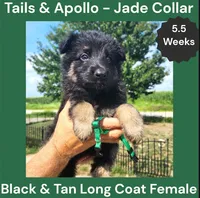 AKC Black & Tan Long Coat - TA Jade, a female German Shepherd Dog for sale in Princeville, IL – 3 of 7