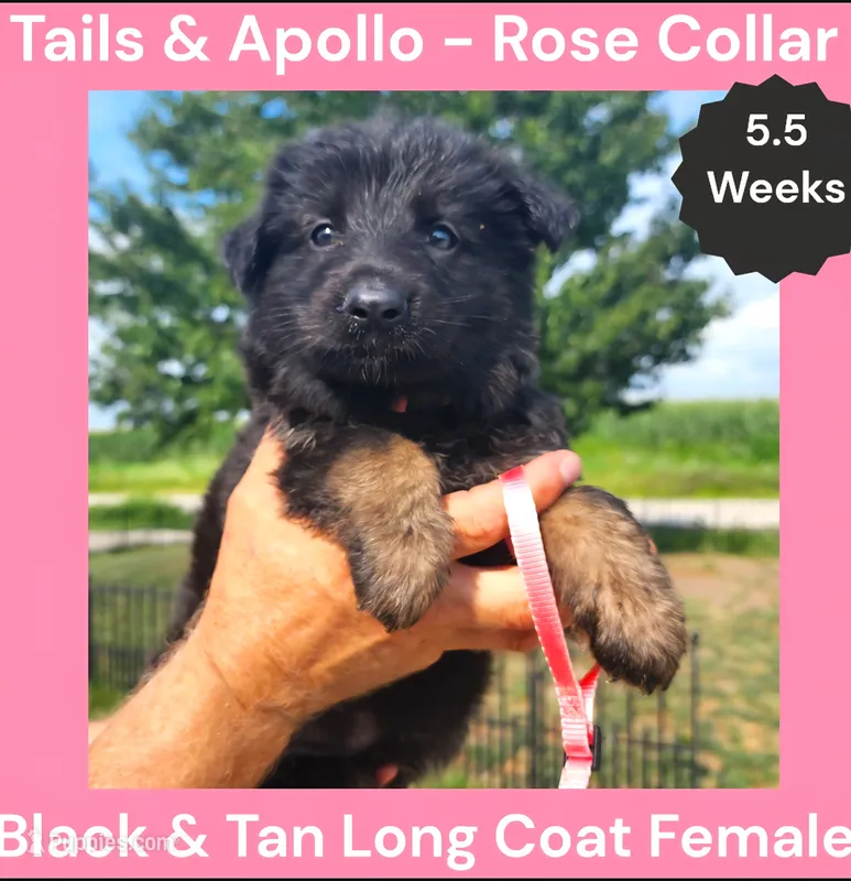 AKC Black & Tan Long Coat - TA Rose – German Shepherd Dog puppy for sale in Princeville, IL