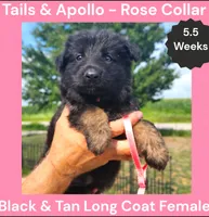 AKC Black & Tan Long Coat - TA Rose, a female German Shepherd Dog for sale in Princeville, IL – 4 of 8