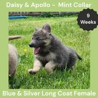 AKC Blue&Silver LH - DA Mint, a female German Shepherd Dog for sale in Princeville, IL – 5 of 9