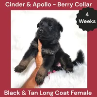 AKC Black & Tan Long Coat - CA Berry, a female German Shepherd Dog for sale in Princeville, IL – 1 of 3