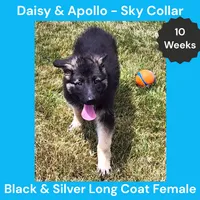 AKC Black&Silver LH - DA Sky, a female German Shepherd Dog for sale in Princeville, IL – 3 of 9