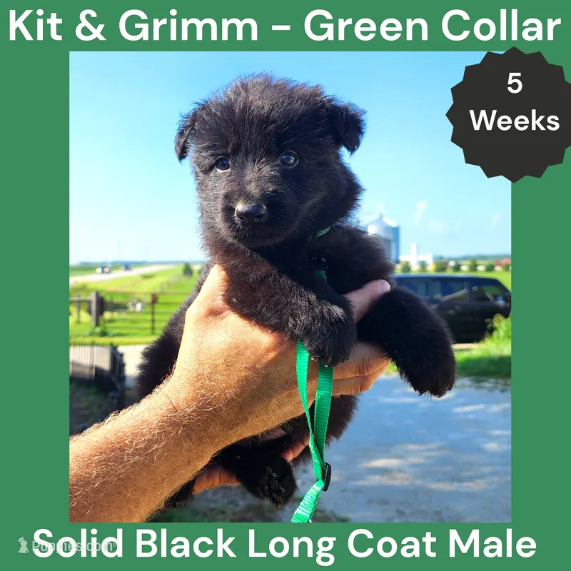 AKC Black Long Coat - KG Green – German Shepherd Dog puppy for sale in Princeville, IL