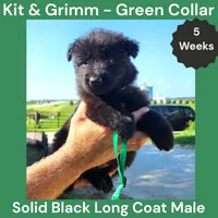 AKC Black Long Coat - KG Green, a male German Shepherd Dog for sale in Princeville, IL – 5 of 9