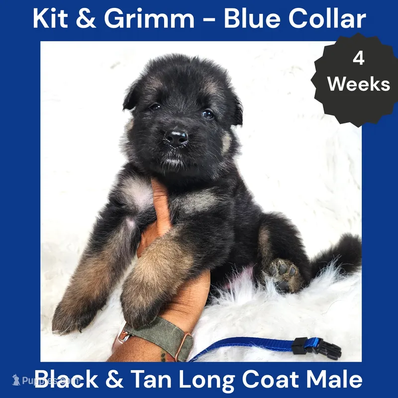 AKC Black & Tan Long Coat - KG Blue – German Shepherd Dog puppy for sale in Princeville, IL