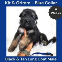AKC Black & Tan Long Coat - KG Blue, a male German Shepherd Dog for sale in Princeville, IL – 6 of 8