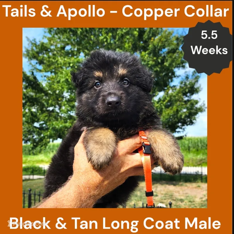 AKC Black & Tan Long Coat - TA Copper – German Shepherd Dog puppy for sale in Princeville, IL