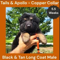 AKC Black & Tan Long Coat - TA Copper, a male German Shepherd Dog for sale in Princeville, IL – 2 of 9
