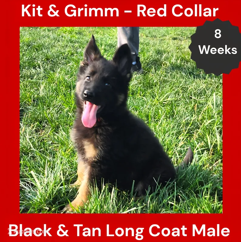 AKC Black & Tan Long Coat - KG Red – German Shepherd Dog puppy for sale in Princeville, IL