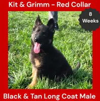 AKC Black & Tan Long Coat - KG Red, a male German Shepherd Dog for sale in Princeville, IL – 1 of 9