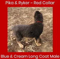 AKC Blue/Cream LH-PR Red, a male German Shepherd Dog for sale in Princeville, IL – Photo 4 of 9