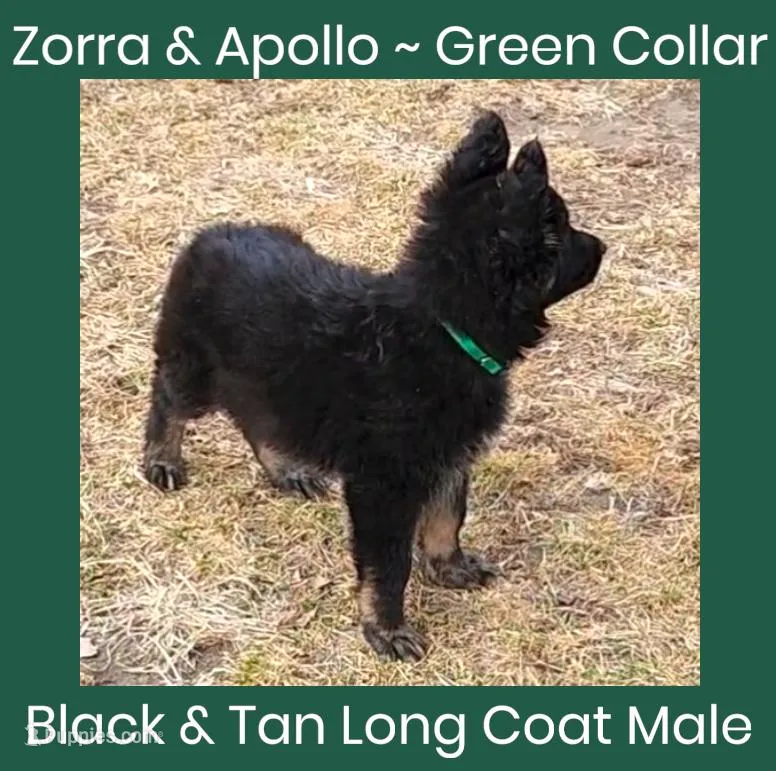 AKC Black/Tan LH ZA Green
