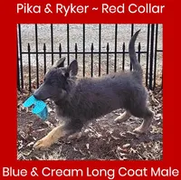 AKC Blue/Cream LH-PR Red, a male German Shepherd Dog for sale in Princeville, IL – Photo 6 of 9