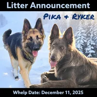 AKC Blue/Cream LH-PR Red, a male German Shepherd Dog for sale in Princeville, IL – Photo 9 of 9