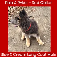 AKC Blue/Cream LH-PR Red, a male German Shepherd Dog for sale in Princeville, IL – Photo 5 of 9
