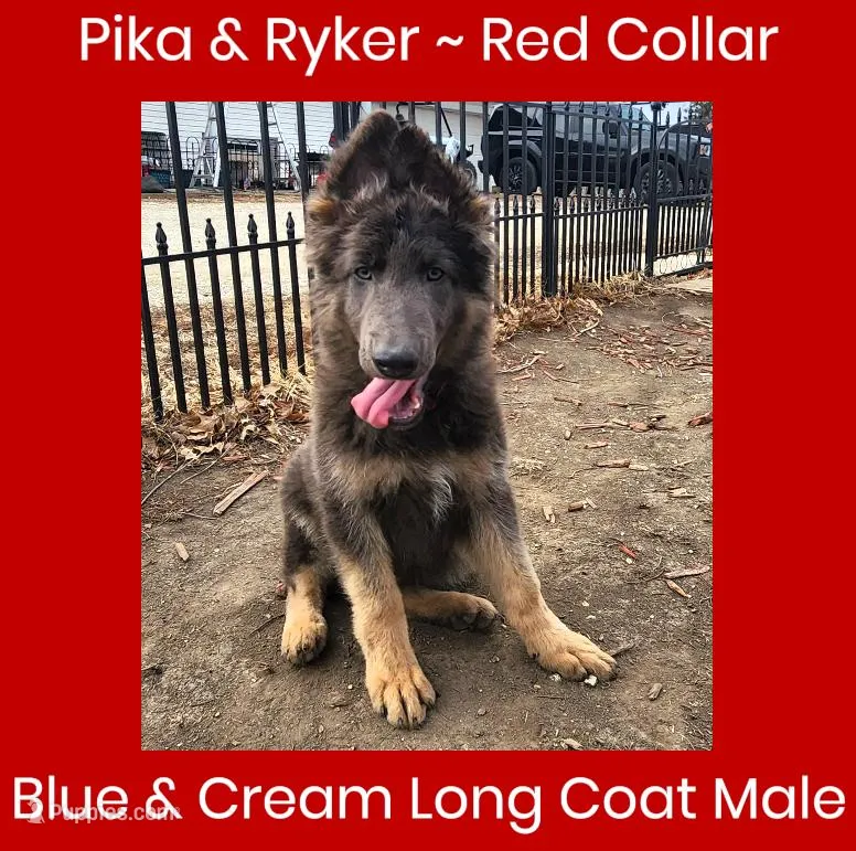 AKC Blue/Cream LH-PR Red