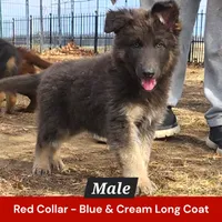 AKC Blue/Cream LH-PR Red, a male German Shepherd Dog for sale in Princeville, IL – Photo 7 of 9