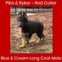 AKC Blue/Cream LH-PR Red, a male German Shepherd Dog for sale in Princeville, IL – Photo 2 of 9