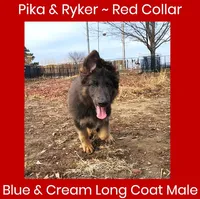 AKC Blue/Cream LH-PR Red, a male German Shepherd Dog for sale in Princeville, IL – Photo 3 of 9