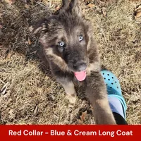AKC Blue/Cream LH-PR Red, a male German Shepherd Dog for sale in Princeville, IL – Photo 8 of 9