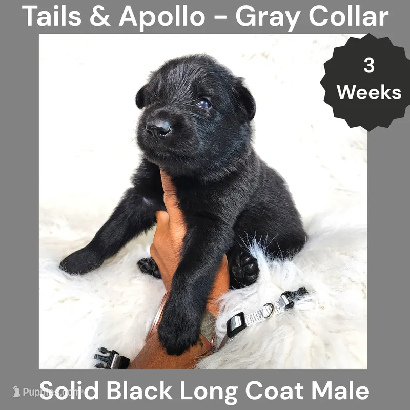 AKC Black Long Coat - TA Gray – German Shepherd Dog puppy for sale in Princeville, IL