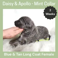 AKC Blue&Tan LH - DA Mint, a female German Shepherd Dog for sale in Princeville, IL – Photo 2 of 3