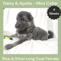 AKC Blue&Silver LH - DA Mint, a female German Shepherd Dog for sale in Princeville, IL – Photo 2 of 6