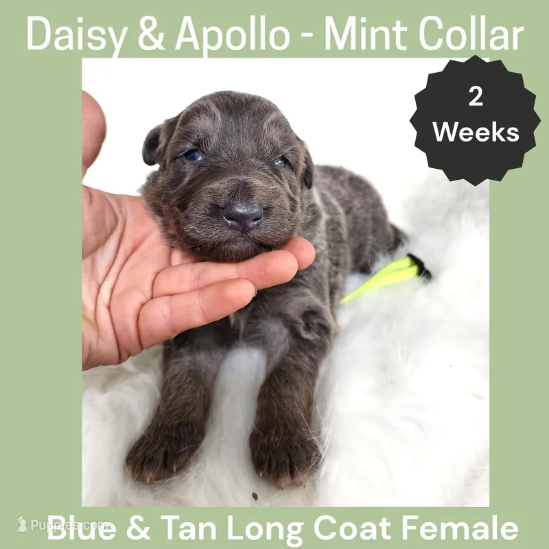 AKC Blue&Tan LH - DA Mint – German Shepherd Dog puppy for sale in Princeville, IL