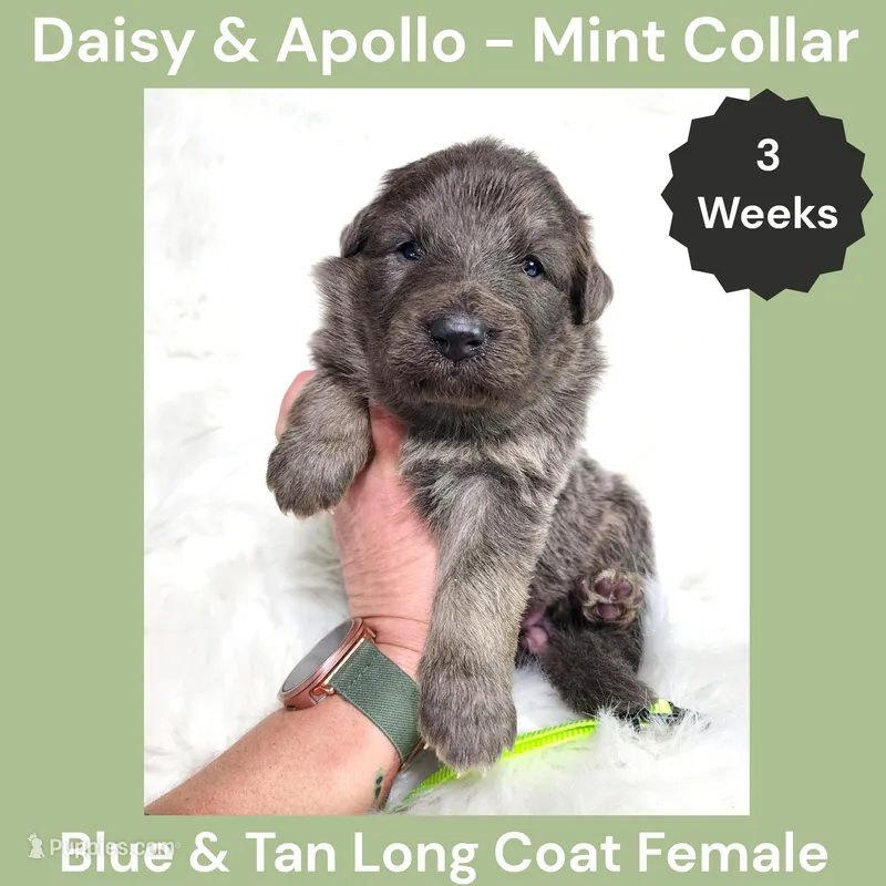 AKC Blue&Tan LH - DA Mint – German Shepherd Dog puppy for sale in Princeville, IL