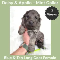 AKC Blue&Silver LH - DA Mint, a female German Shepherd Dog for sale in Princeville, IL – Photo 3 of 6