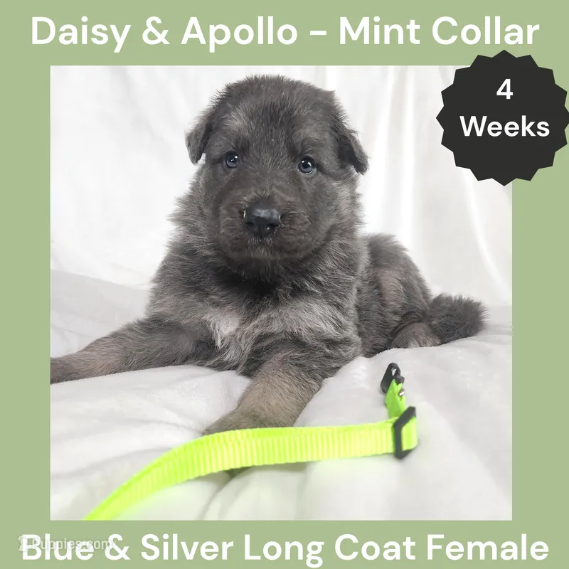 AKC Blue&Silver LH - DA Mint – German Shepherd Dog puppy for sale in Princeville, IL