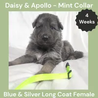 AKC Blue&Silver LH - DA Mint, a female German Shepherd Dog for sale in Princeville, IL – Photo 1 of 6