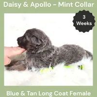 AKC Blue&Silver LH - DA Mint, a female German Shepherd Dog for sale in Princeville, IL – Photo 4 of 6