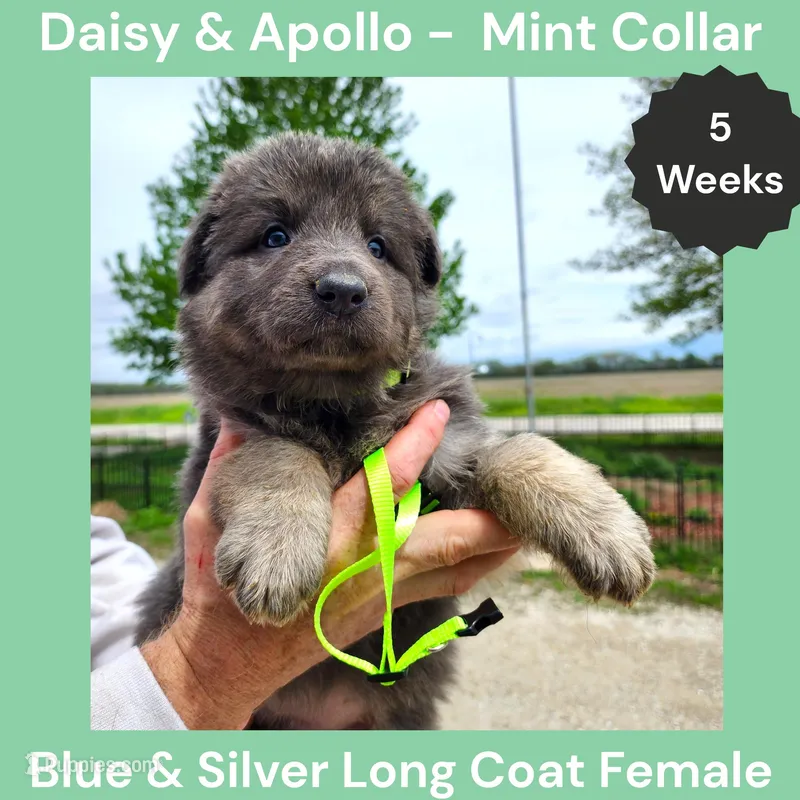 AKC Blue&Silver LH - DA Mint – German Shepherd Dog puppy for sale in Princeville, IL