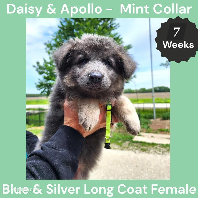 AKC Blue&Silver LH - DA Mint – German Shepherd Dog puppy for sale in Princeville, IL