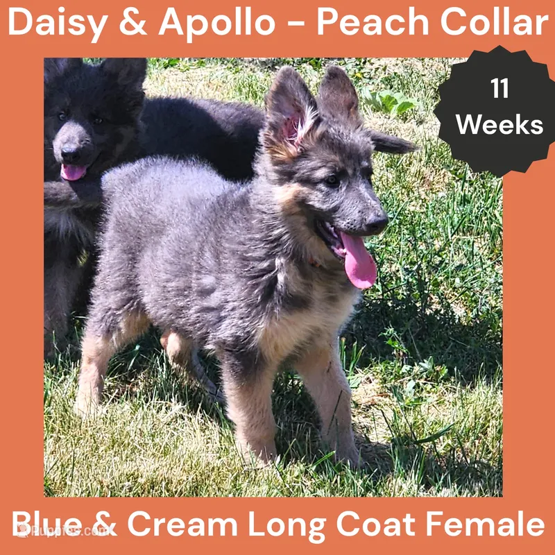 AKC Blue&Cream LH - DA Peach – German Shepherd Dog puppy for sale in Princeville, IL