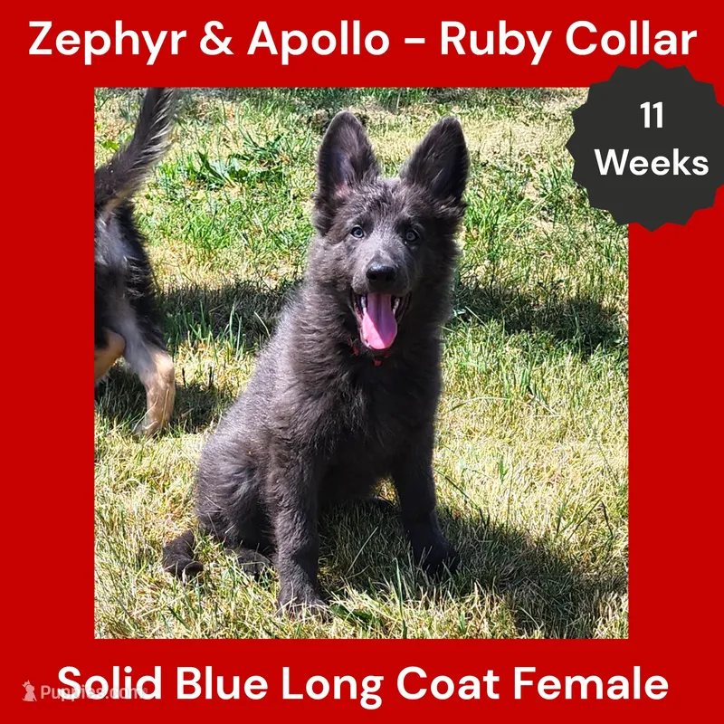 AKC Blue LH - ZA Ruby – German Shepherd Dog puppy for sale in Princeville, IL