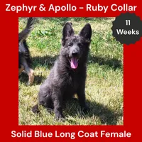 AKC Blue LH - ZA Ruby, a female German Shepherd Dog for sale in Princeville, IL – 1 of 10