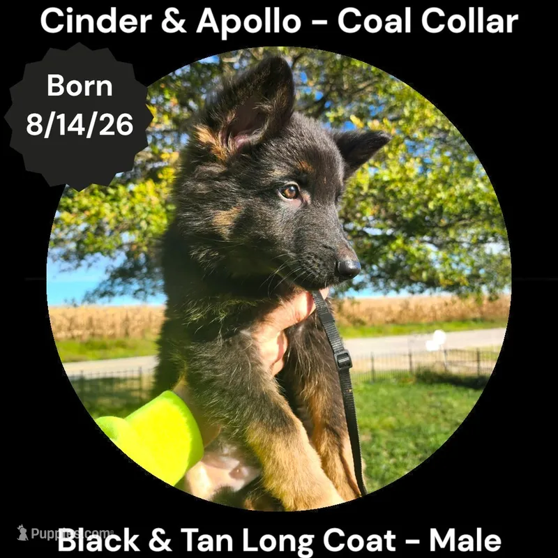 AKC Black & Tan Long Coat - CA Coal – German Shepherd Dog puppy for sale in Princeville, IL