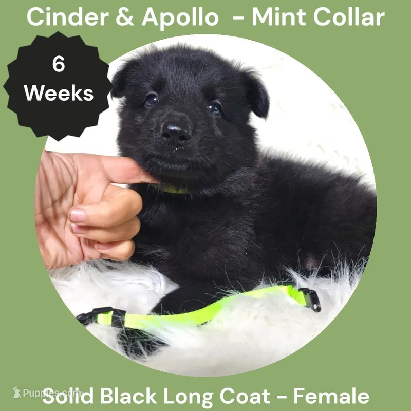 AKC Black Long Coat - CA Mint – German Shepherd Dog puppy for sale in Princeville, IL