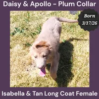 AKC Isabella&tan LH - DA Plum, a female German Shepherd Dog for sale in Princeville, IL – 2 of 9