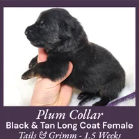 AKC Black & Tan LH TG Plum, a female German Shepherd Dog for sale in Princeville, IL – Photo 3 of 5