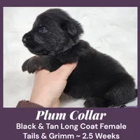 AKC Black & Tan LH TG Plum, a female German Shepherd Dog for sale in Princeville, IL – Photo 2 of 5