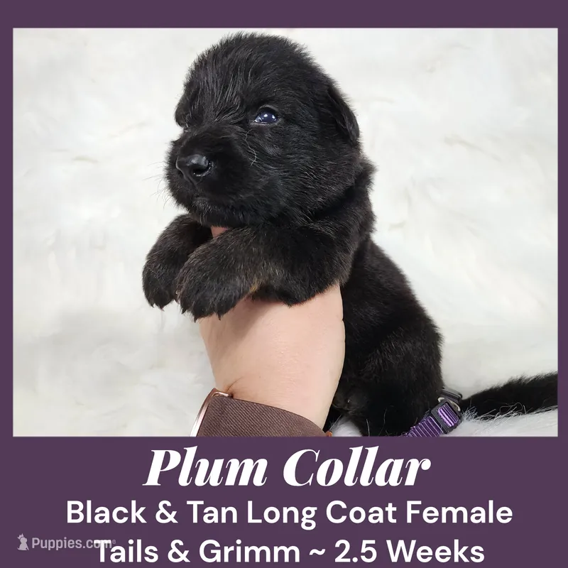 AKC Black & Tan LH TG Plum