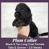 AKC Black & Tan LH TG Plum, a female German Shepherd Dog for sale in Princeville, IL – Photo 1 of 5